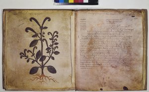 Two Full Pages: Plant Study with Inscription