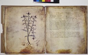 Two Full Pages: Plant Study with Inscription