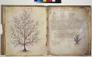 Two full pages: plant study with inscription