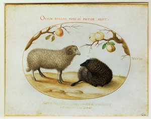 Two Sheep, Two Boughs with Apples