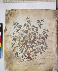 Dioscorides Herbarium: Plant Study and Text by Erich Lessing