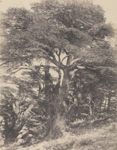 Group of Cedar Trees, Mount Lebanon by Ernest Benecke