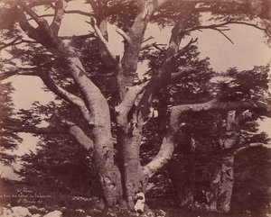 Mt. Liban. Trunk of one of Solomon