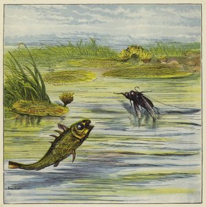 Fish and fly