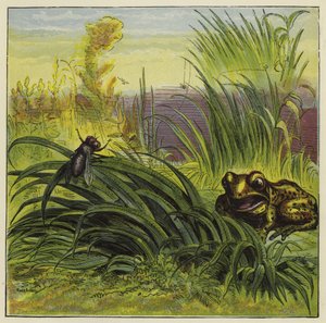 Frog and Fly
