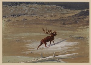 Stag by Ernest Henry Griset