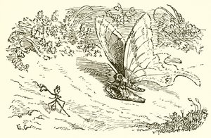 The Ant and the Chrysalis