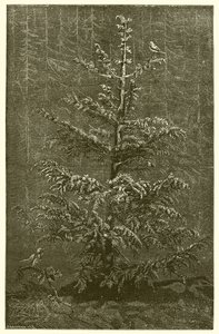 The Fir-Tree and the Bramble by Ernest Henry Griset