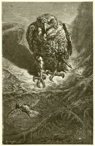 The Hawk and the Nightingale