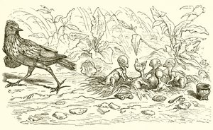 The Lark and her Young Ones