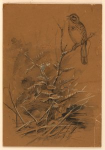 Song Sparrow