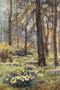 The Wilderness in Spring