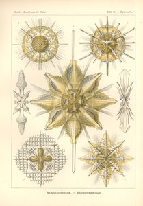Acanthometra - Stachelstrahlinge, Plate 21 from 