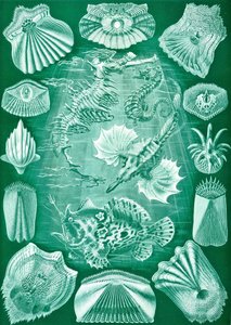 Collection of Teleostei from 