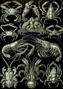 Examples of Decapoda 