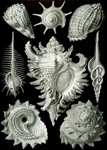Examples of Prosranchia - shells from a variety of prosobranch gastropods, from 