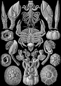 Illustration of Cirripedia from "Kunstformen der Natur" 1904 by Ernst (after) Haeckel