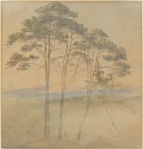 Pines in a Morning Fog