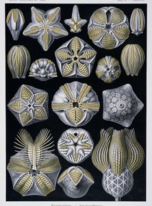 Blastoidea, plate from Artforms of Nature by Ernst Haeckel