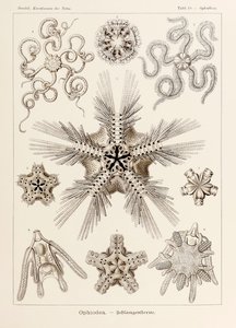 Plate 10 Ophiothrix Ophiodea from 