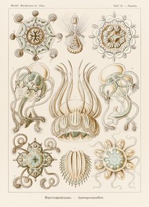 Plate 16 Pegantha Narcomedusae from 