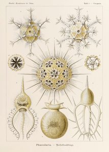 Plate 1 Circogonia Phaeodaria from 