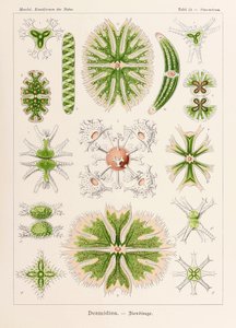 Plate 24 Staurastrum Desmidiea from 