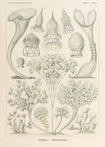 Plate 3 Stentor Ciliata from 