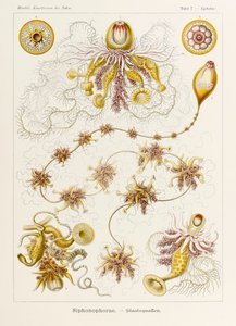 Plate 7 Epibulia Siphonophorae from 