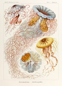 Plate 8 Desmonema Discomedusae from 