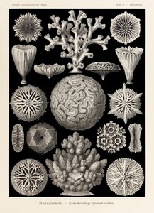 Plate 9 Maeandrina Hexacoralla from 