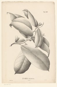 Branch with Leaves and Flower Buds (Uvaria Ovalifolia) by Ernst Philipp Sixtus