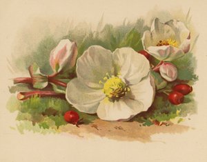 Christmas Rose and Berries by Ethel C. Nisbet