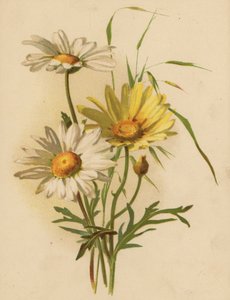 Daisies