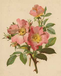 Dog Roses