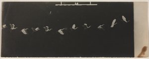 Chronophotograph of a Flying Heron by Etienne Jules Marey