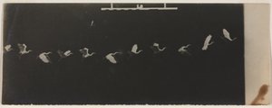 Chronophotograph of a Flying Heron by Etienne Jules Marey