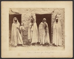 Falcons (Hooded) for Hunting Birds