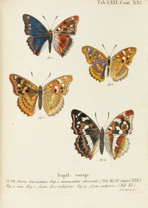 Die Schmetterlinge by Eugen Johann Christoph Esper