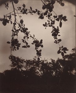 Apple Tree Branch, 1922/1923 by Eugène Atget
