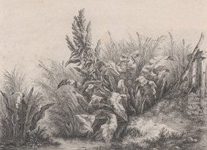 Great Water Dock Plant by Eugene Bléry