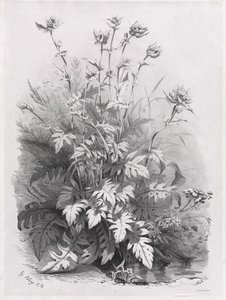 Groups of Various Plants Drawn After Nature: No. 7