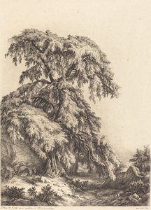 Juniper Tree