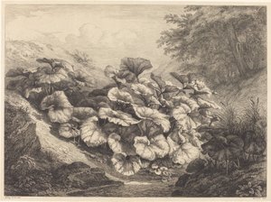Large Coltsfoot