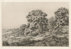 Oaks near a Pond
