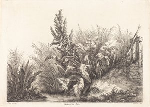 Study of a Patience-Dock by Eugene Bléry