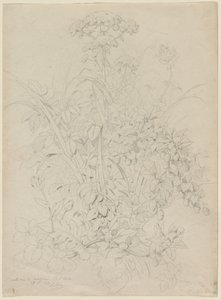 Plant Study