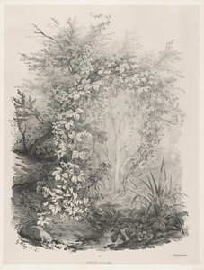 Plants and Ivies by a Stream