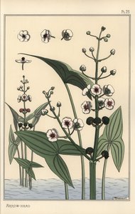 Botanical Illustration of the Arrowhead, Sagittaria Sagittifolia by Eugene Grasset