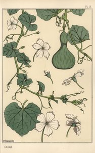 Botanical Illustration of the Gourd by Eugene Grasset